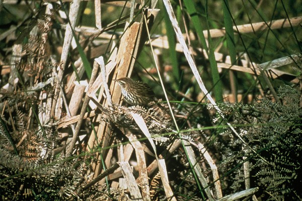 Athenree wetland